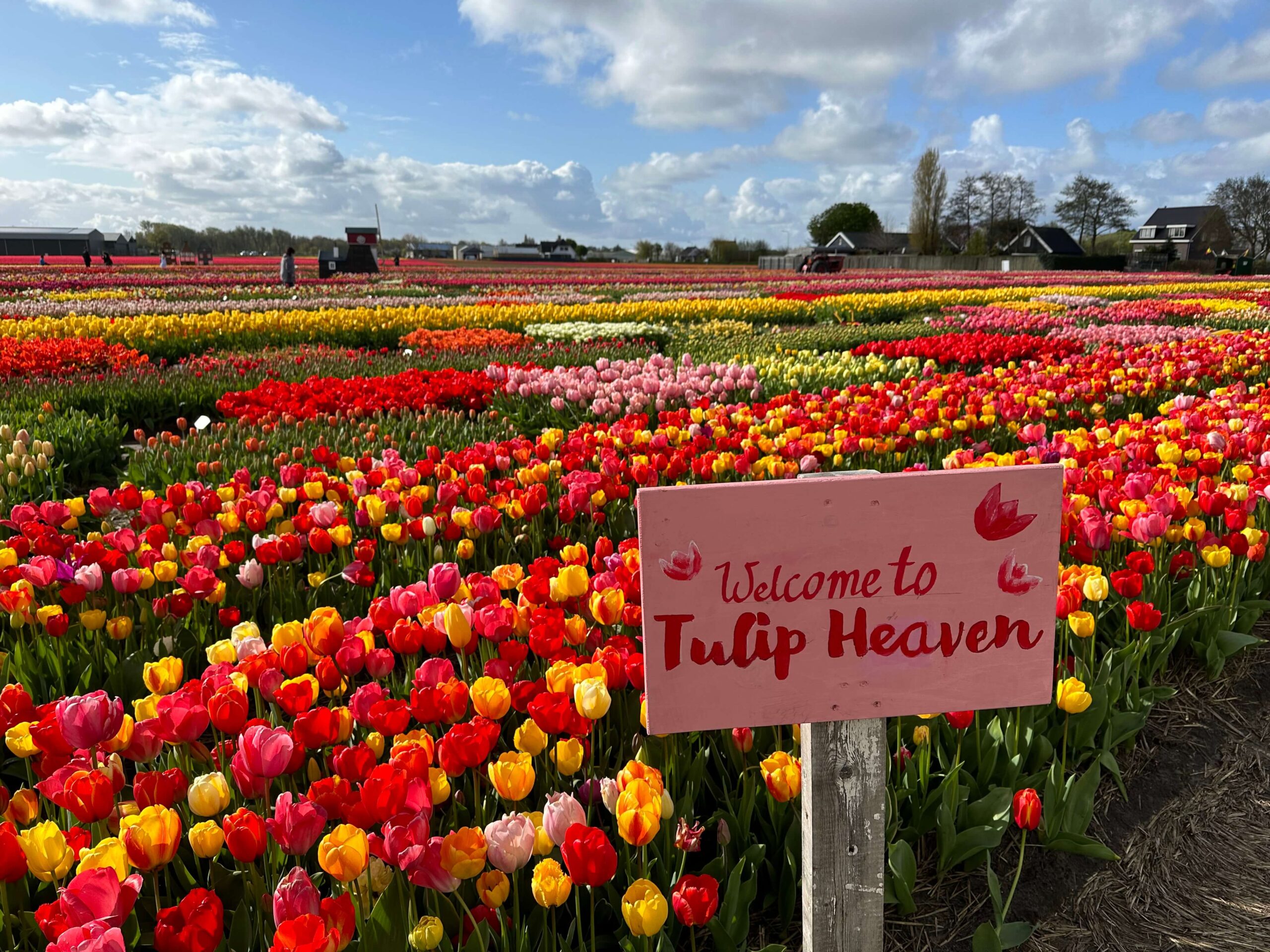 Keukenhof Tulpenfestival 2026